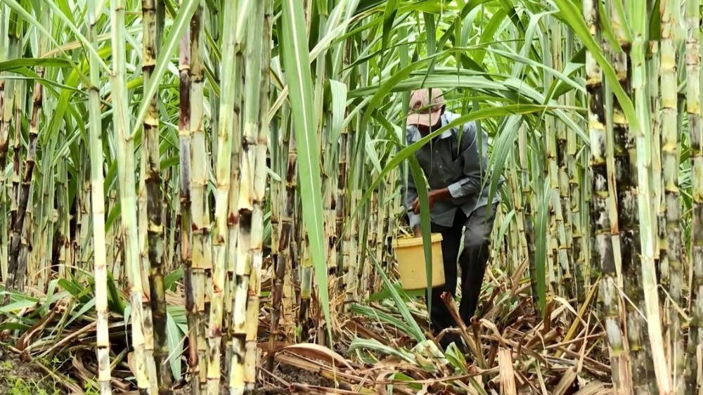 cac loai giong mia 1 e1749724159380 1