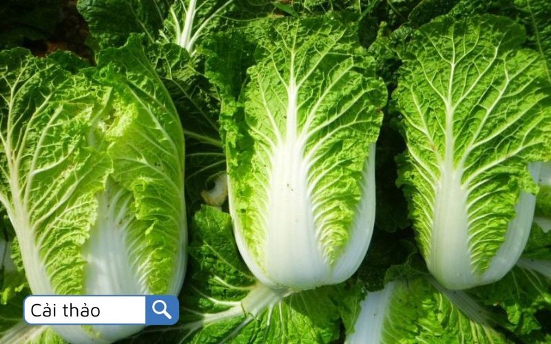 Cải thảo mát lành, ngon ngọt, thích hợp cho những món ăn thanh đạm