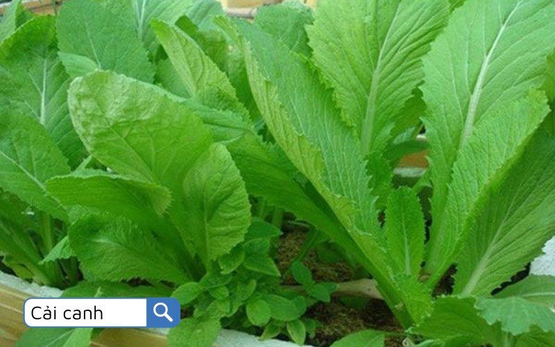 Cải canh mang đến sự thanh mát và bổ dưỡng