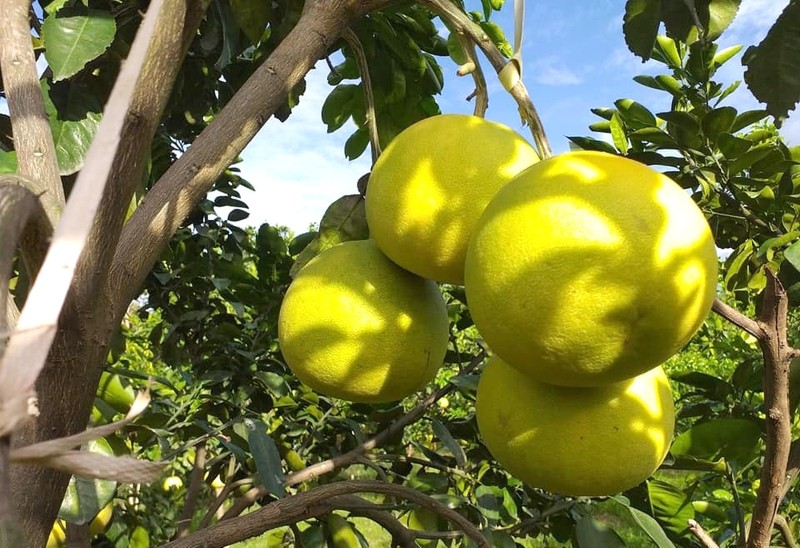 Bưởi Phúc Trạch nổi bật với lớp vỏ màu vàng nhạt khi chín