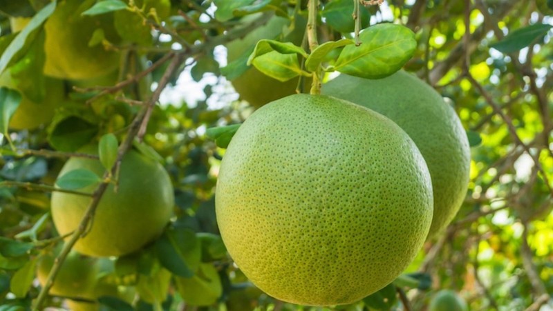 Bưởi Năm Roi là một trong các loại bưởi nổi tiếng tại Việt Nam