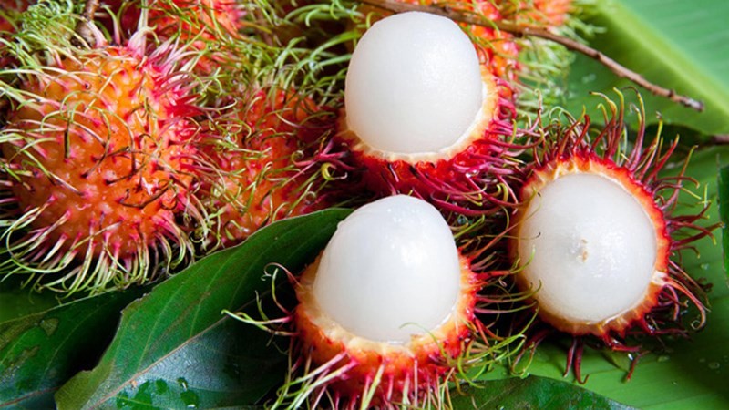 Chôm chôm tróc với gai dài và trái to