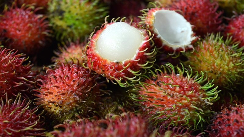 Chôm chôm nhãn với lớp gai ngắn và vỏ đỏ