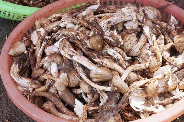 Nấm mối vừa mới hái. Ảnh: B.Thuận