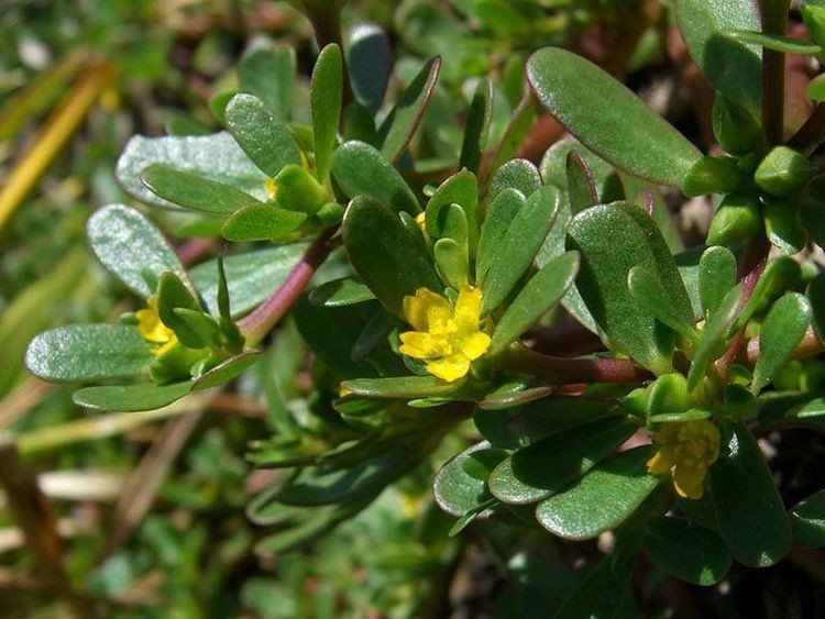 Cây rau sam có nhiều công dụng khác nhau với sức khỏe người bệnh