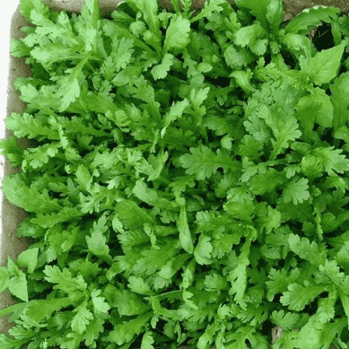 Rau cải cúc tươi xanh trên luống trồng