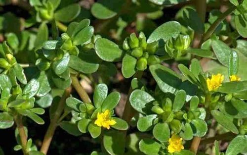 Cây rau sam là một loại cây có giá trị dinh dưỡng cao