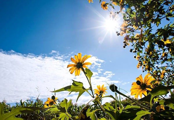 Ánh nắng ơi hãy trải dài thêm nữa, để cậu ấy có thể nhìn thấy tôi