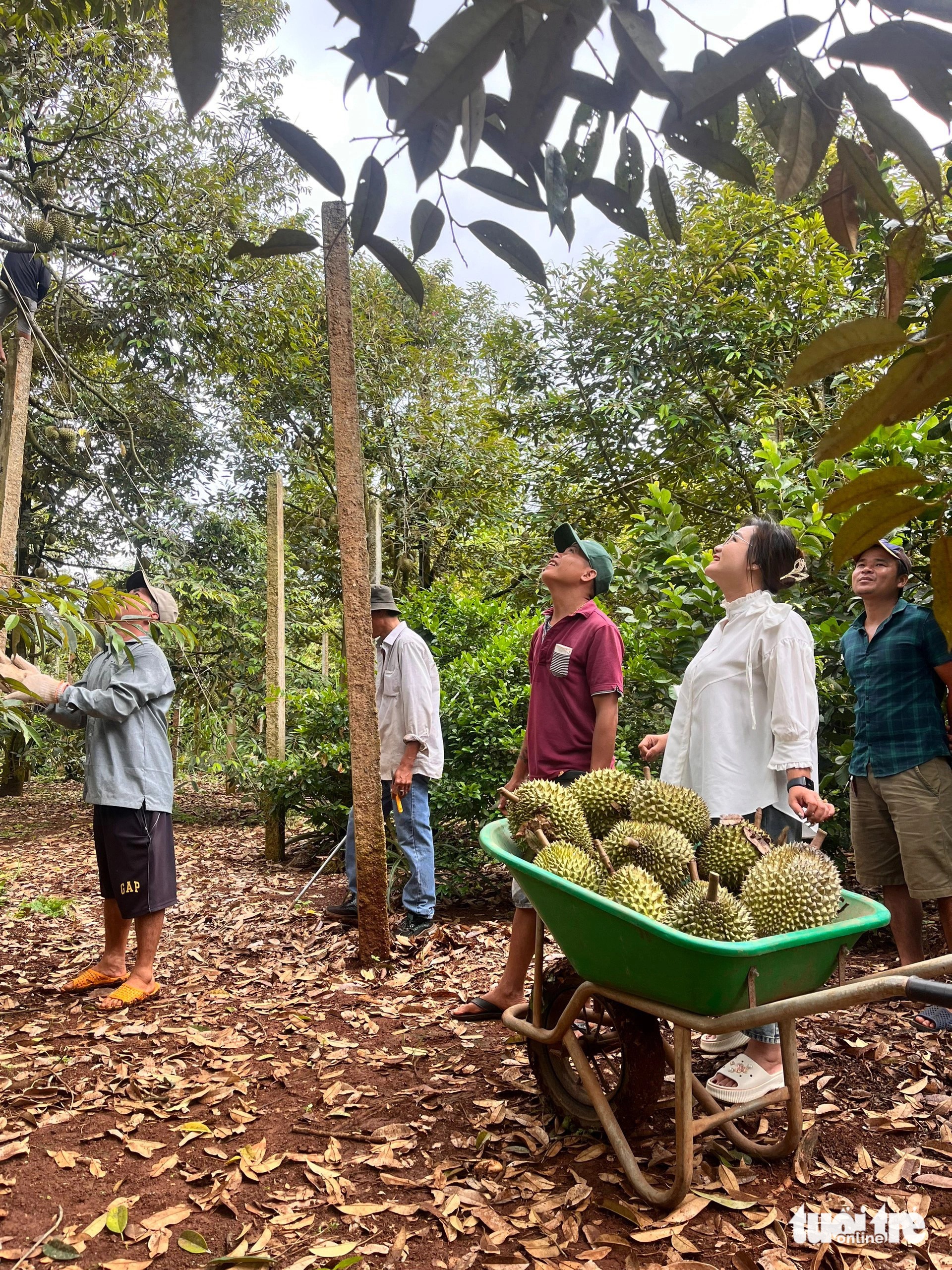 Lễ hội Sầu riêng Krông Pắk Lần 2: Trải nghiệm Vườn Quả và Kết nối Giá trị Bền vững 1 base64 17212720733741272959410 1