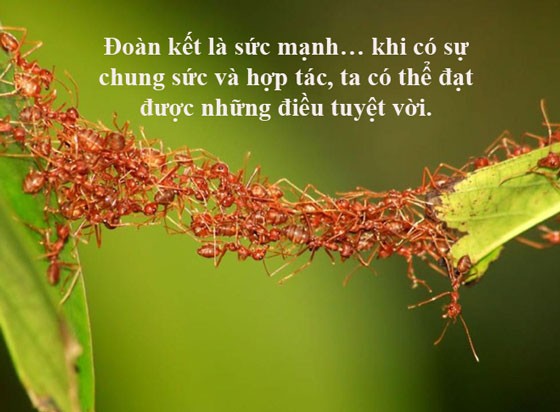 Danh ngôn về đoàn kết