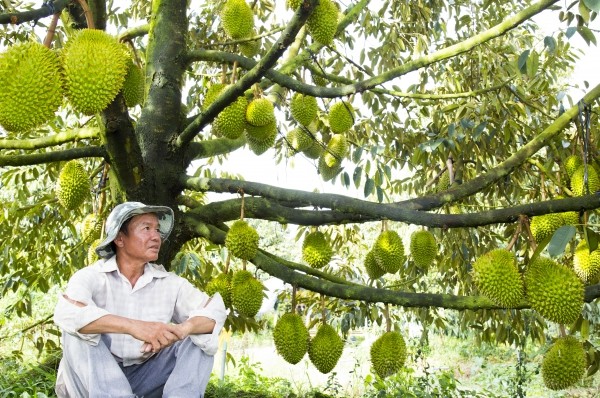 Sầu riêng Ri 6 chín cây