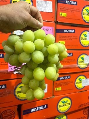 Cận cảnh chùm nho xanh Úc Autumn Crisp Grandezza với quả tròn đều, căng mọng