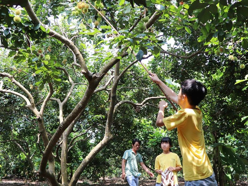 Trải nghiệm hái trái cây tại vườn Hòa Khánh thực sự thú vị