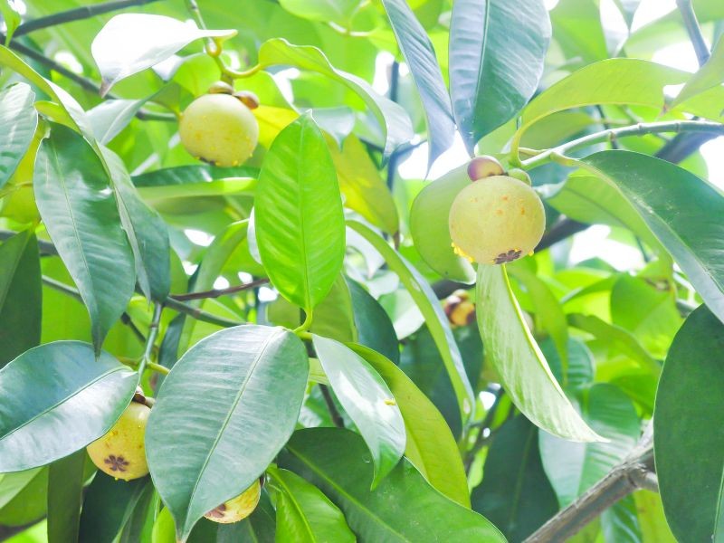 Mùa măng cụt còn xanh mơn mởn vẫn thu hút người đến tham quan vườn 2 Đạo