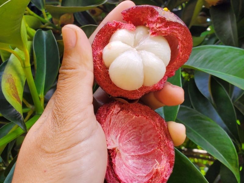 Trải nghiệm hái trái cây và thưởng thức tại chỗ trong vườn Cô Năm
