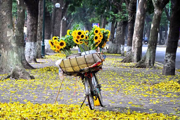 Những chiếc xe đạp chở đầy hoa trên phố Hà Nội vào mùa thu