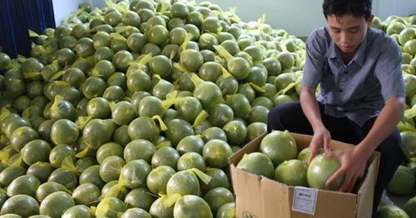 Bưởi da xanh sau khi xử lý