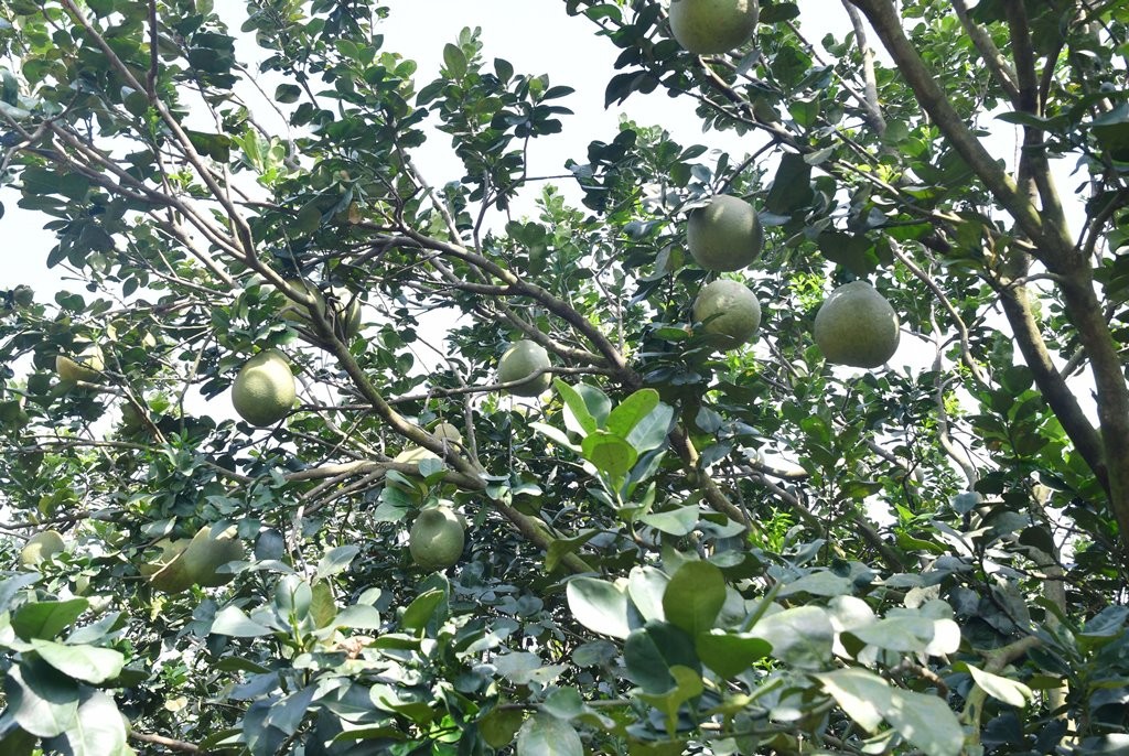 Cận cảnh trái bưởi da xanh căng mọng