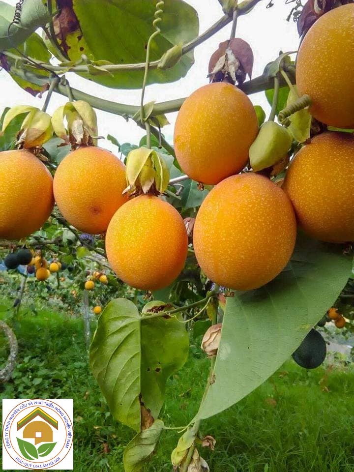 Giá trị dinh dưỡng của chanh Colombia