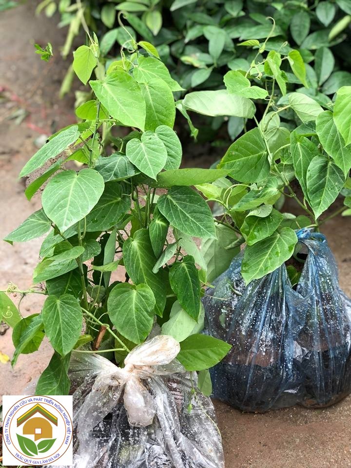 Cây giống chanh leo côlombia