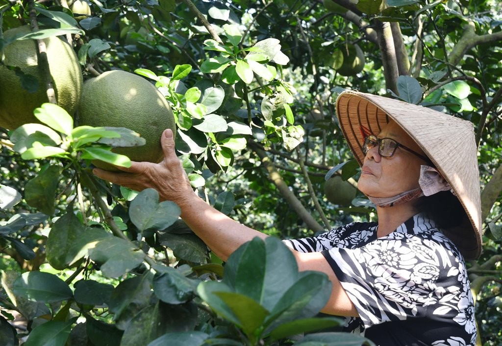 Vợ chồng ông Tơm chăm sóc vườn bưởi