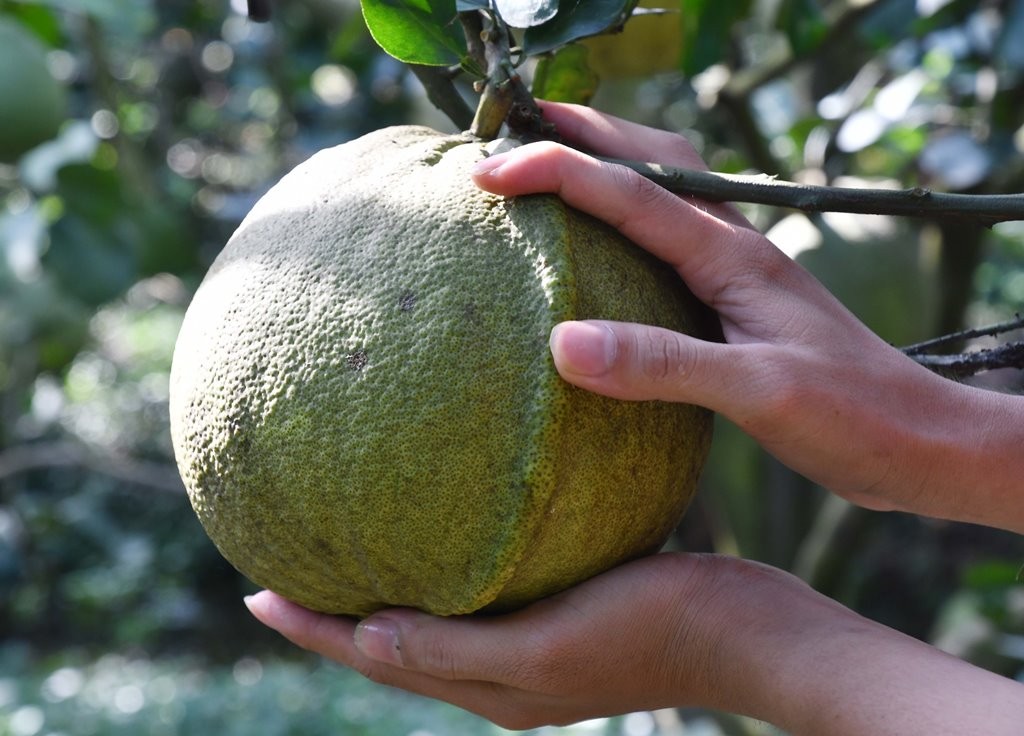 Trái bưởi lộc độc đáo trong vườn