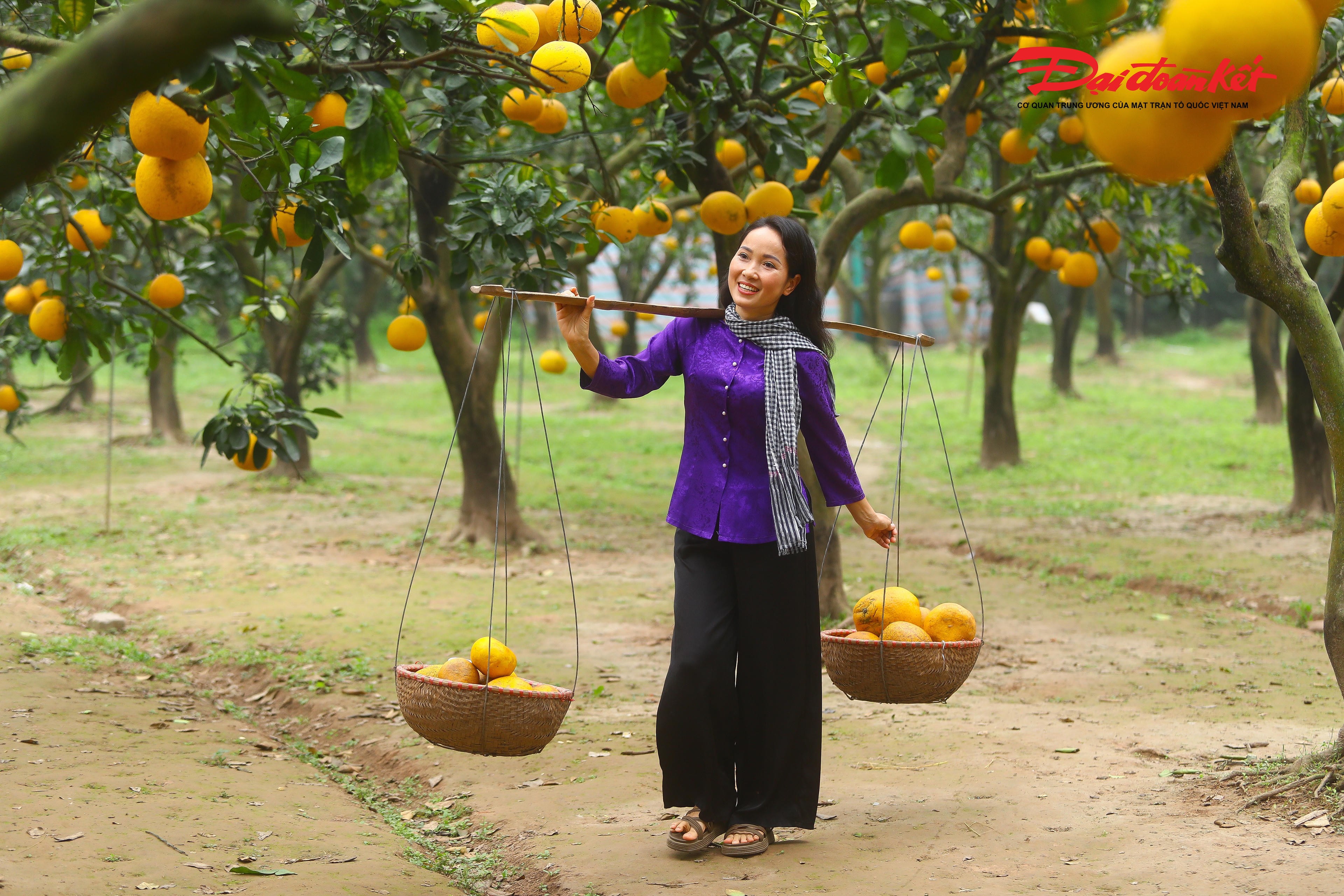 Giới trẻ tạo dáng chụp ảnh giữa vườn bưởi sai quả