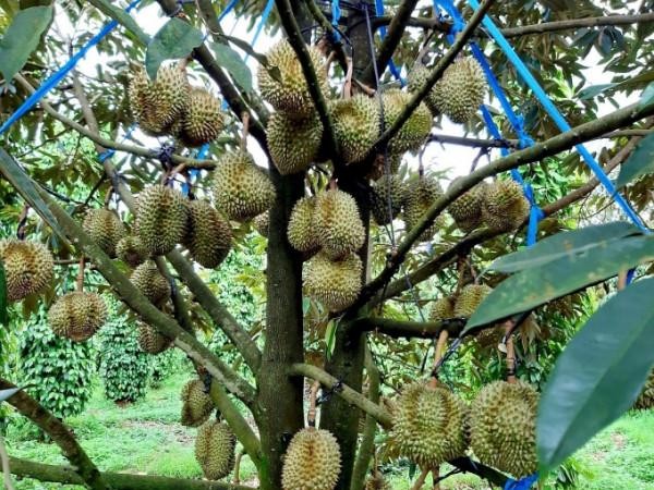 Những quả sầu riêng chín vàng chờ được thu hoạch