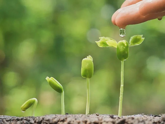 Ráng mỡ gà là một dấu hiệu dự báo thời tiết.