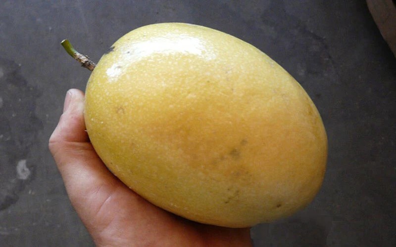 Chanh dây khổng lồ