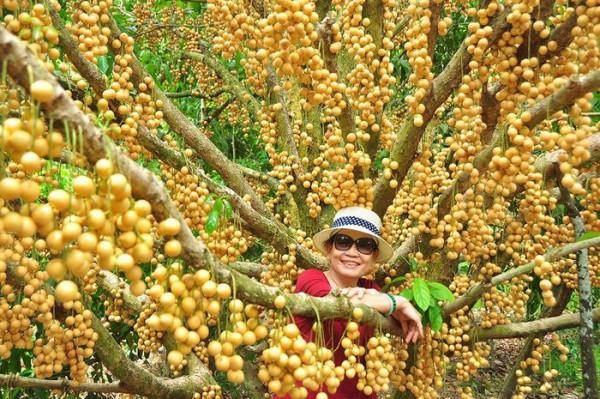 Vườn chôm chôm chín rộ tại Bến Tre