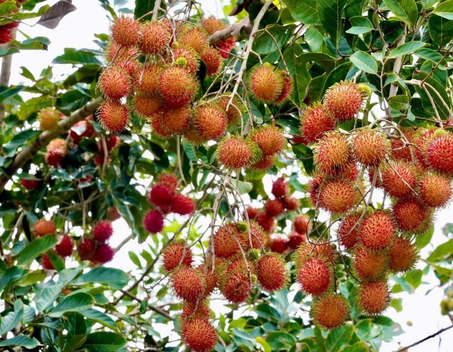Ghé tham quan vườn chôm chôm trên cù lao An Bình xanh mát 4