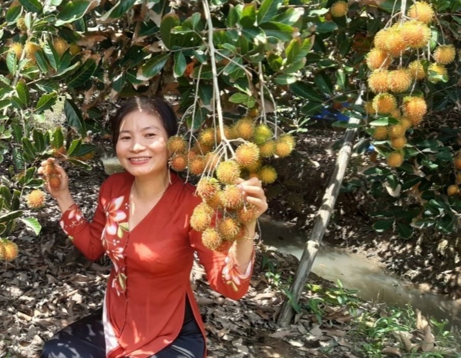 Ghé tham quan vườn chôm chôm trên cù lao An Bình xanh mát 5