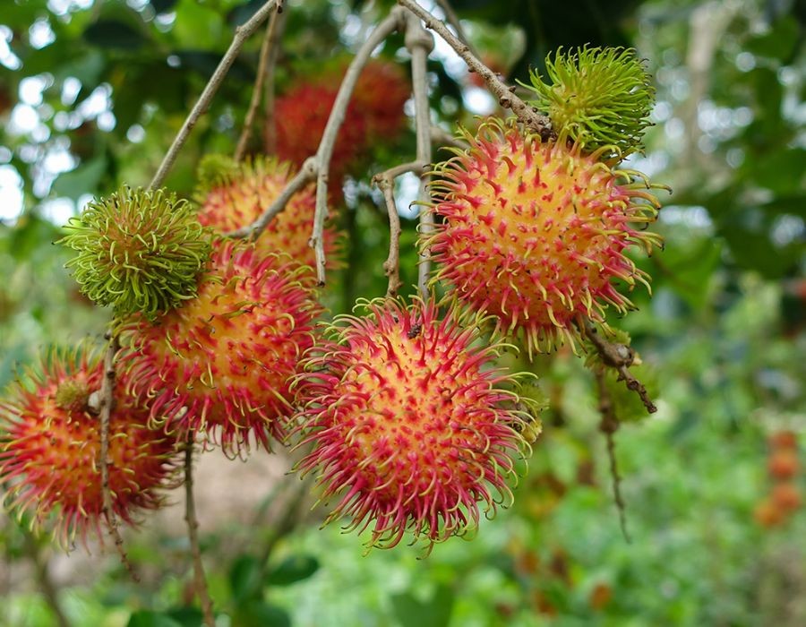 Ghé tham quan vườn chôm chôm trên cù lao An Bình xanh mát 6