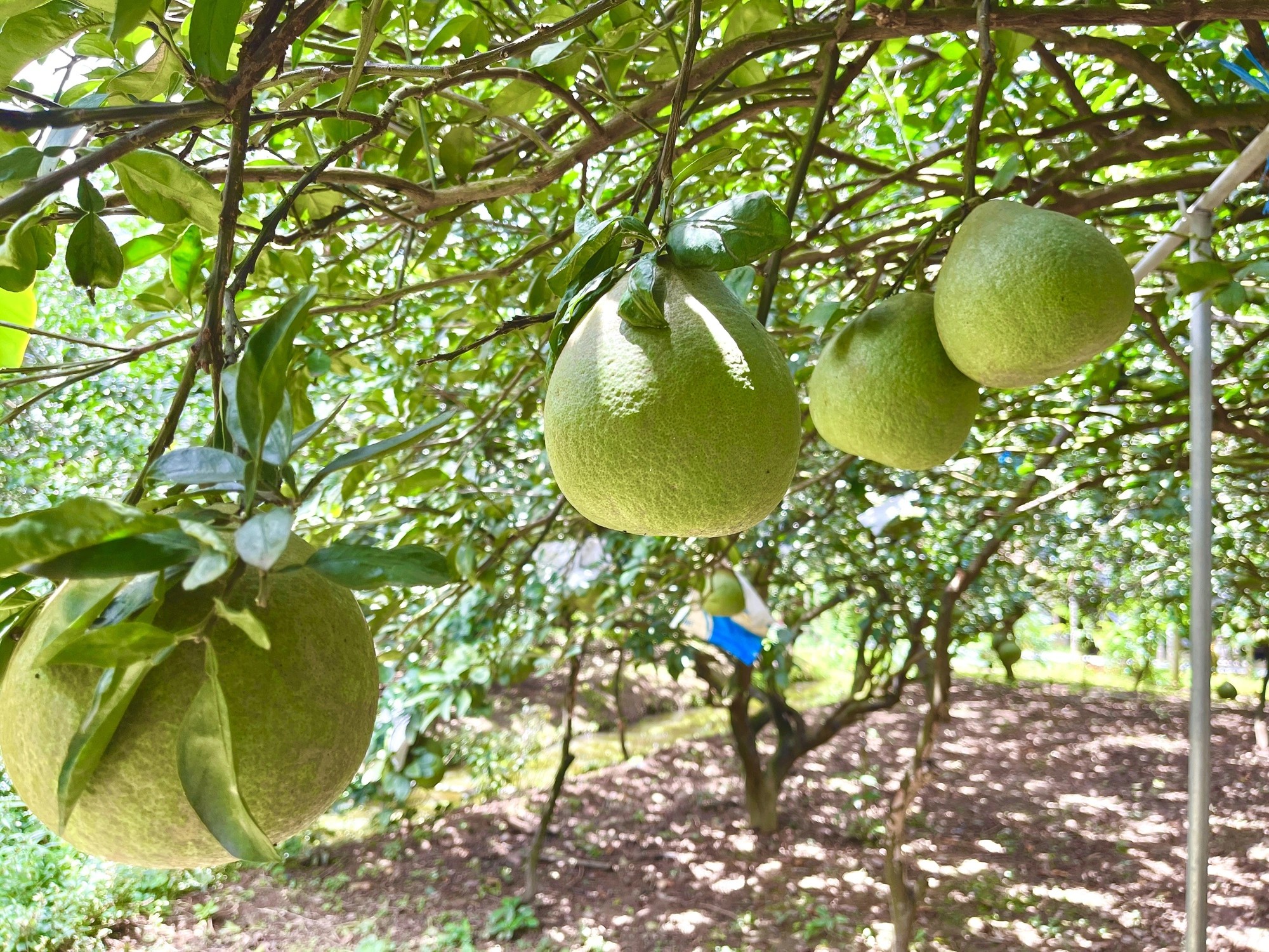 Bưởi đường lá cam, đặc sản cù lao Tân Triều, Đồng Nai