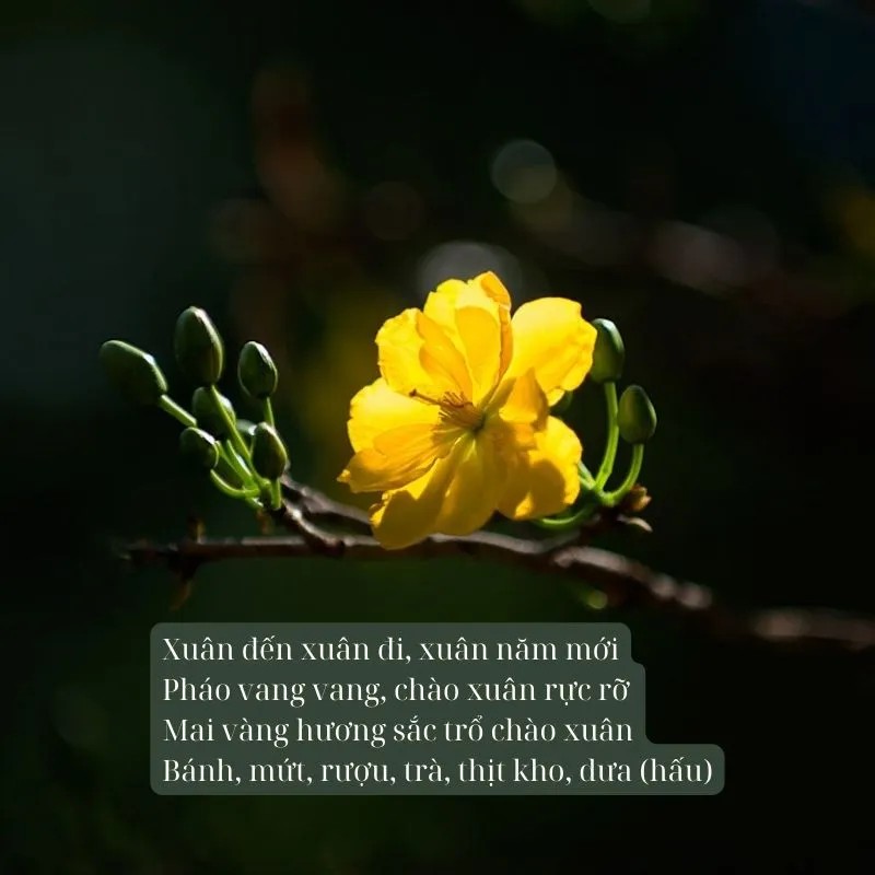Cánh hoa mai vàng mỏng manh, tinh tế dưới ánh nắng xuân
