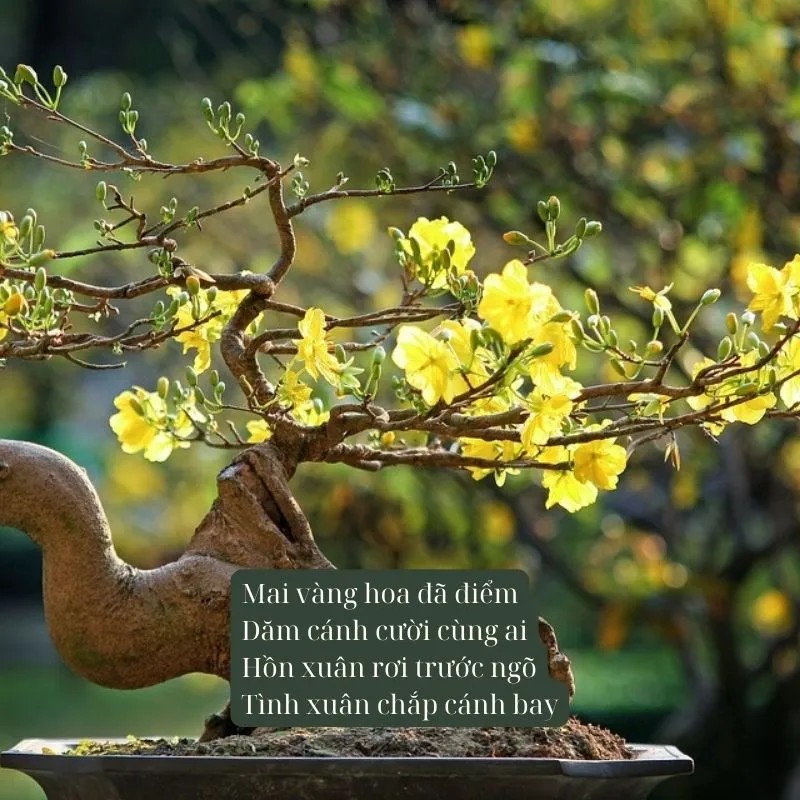 Cành mai vàng sum suê, báo hiệu một mùa xuân ấm no