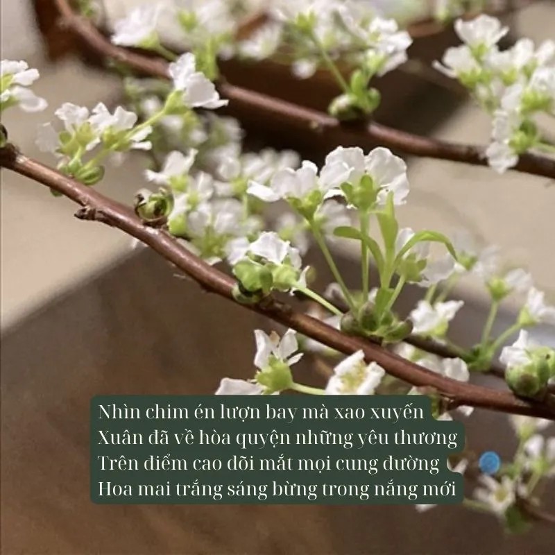 Những cành tuyết mai trắng muốt, tinh khôi giữa tiết trời se lạnh