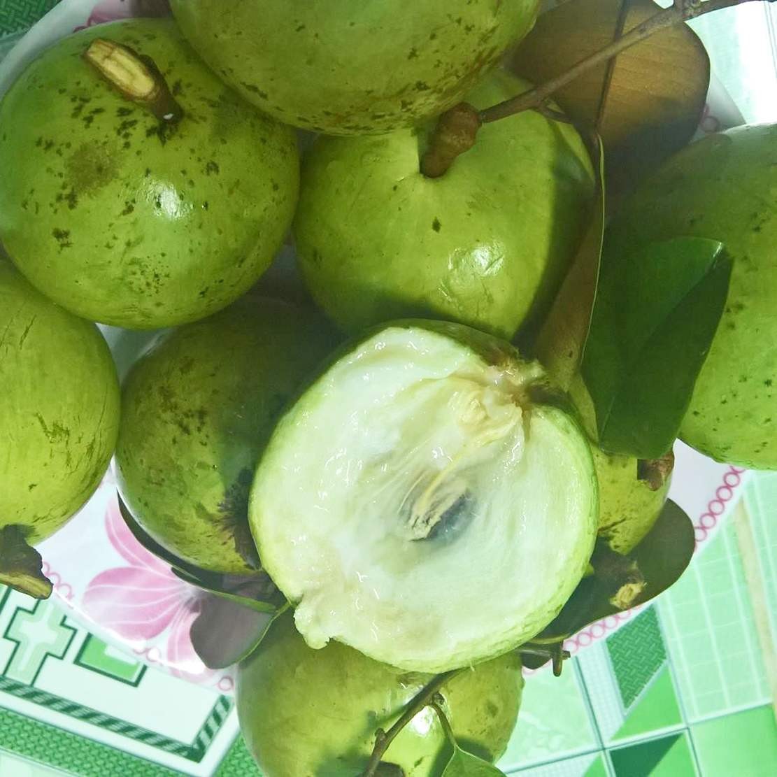 Những chùm vú sữa chín vàng ươm trên cành.