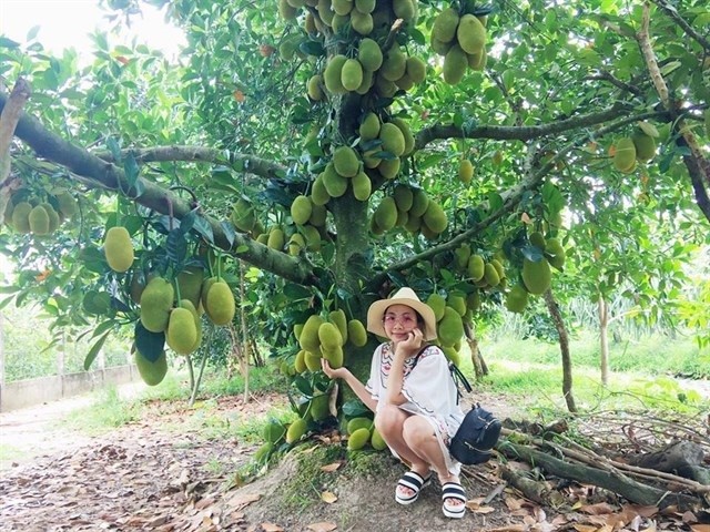 Vườn trái cây Dì Hai với không gian mở
