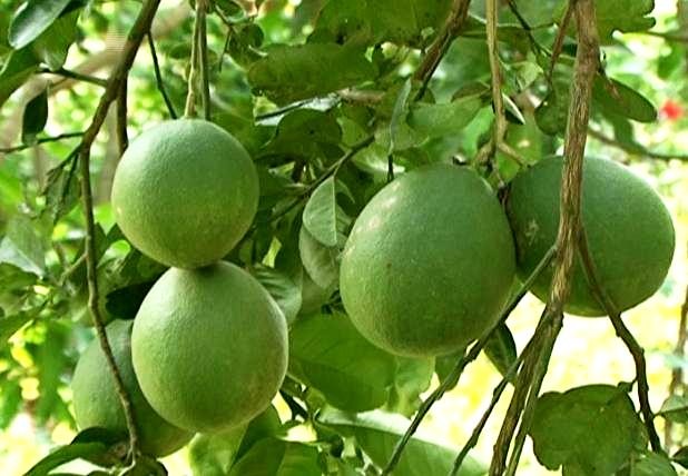 Vườn trái cây Lộc La với combo hấp dẫn