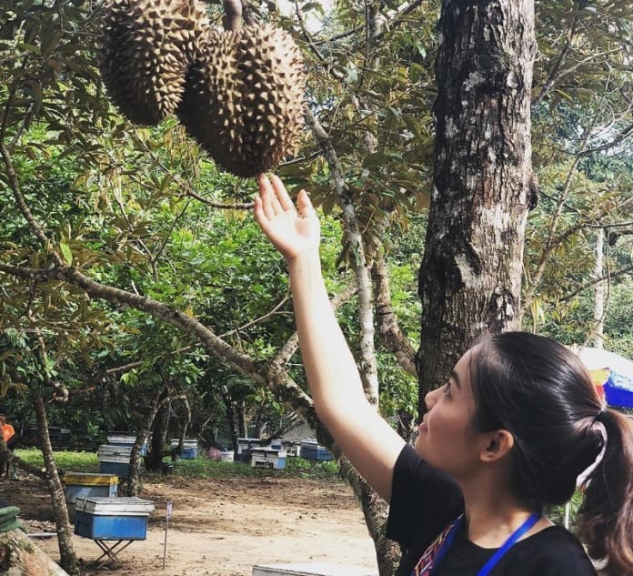 Cảnh quan xanh mát tại vườn trái cây Út Tiêu