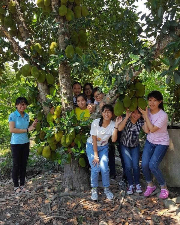 Cảnh quan xanh mát với nhiều loại trái cây trong vườn
