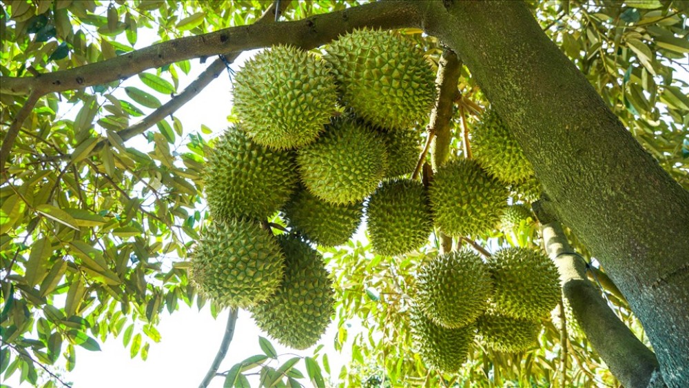 Cảnh vườn sầu riêng Ri6 trĩu quả
