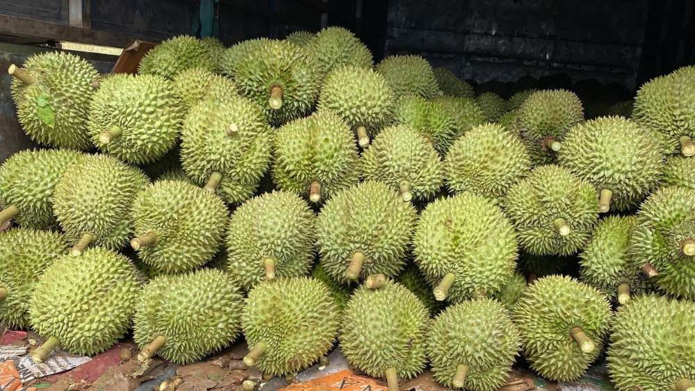 Cận cảnh trái sầu riêng Monthong với cơm dày và ráo