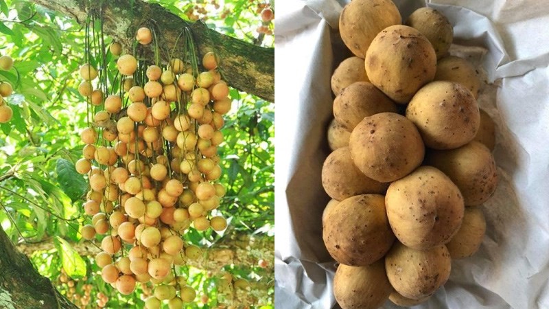 So sánh bòn bon và dâu da