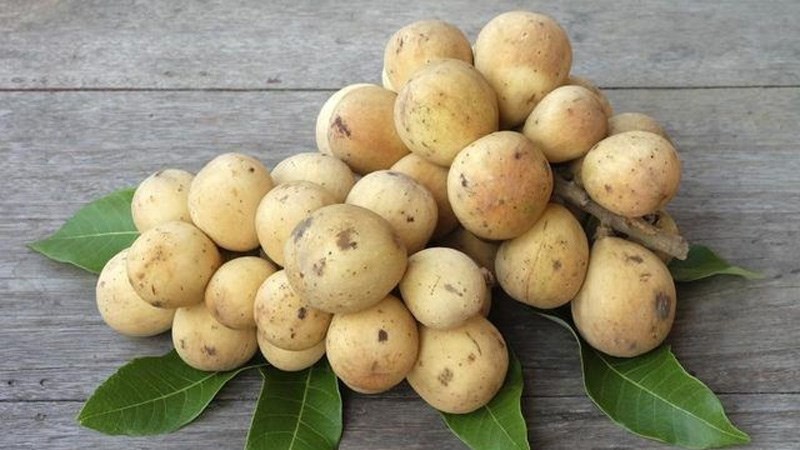 Đặc điểm lớp vỏ bòn bon tự nhiên