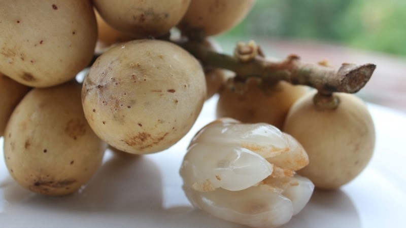 Cuống bòn bon tươi xanh là dấu hiệu tốt