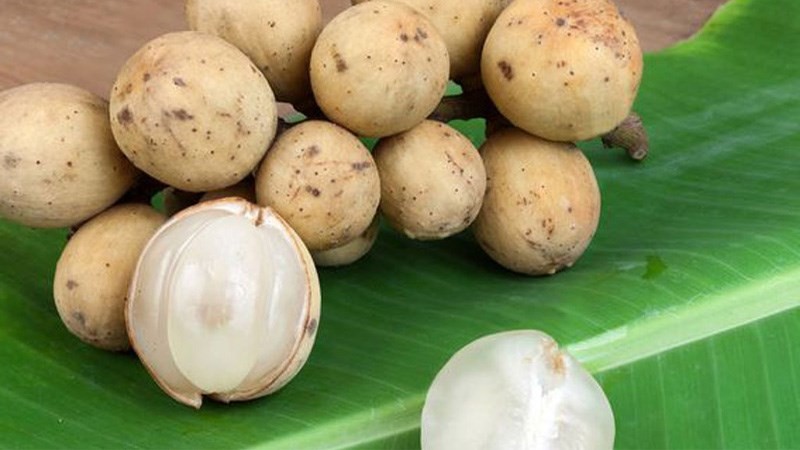 Cảnh báo không nhai hạt bòn bon