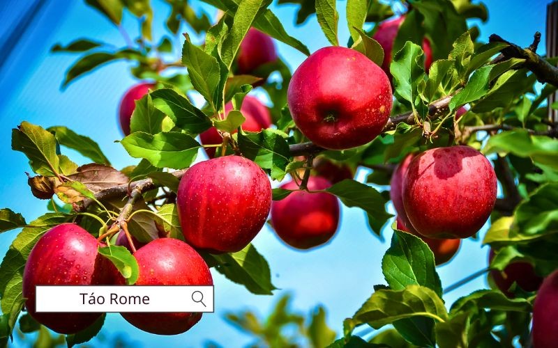 Táo Rome có hương vị nhẹ, thịt mềm khi nấu